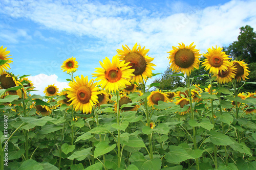 culture de tournesols