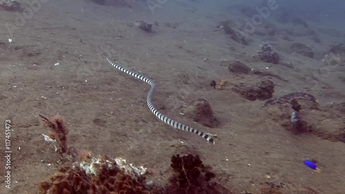 black and white sea snake Malayan Krait ( Ular Katang Tebu ) philippines scuba diving photo