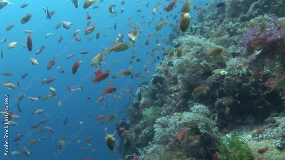 scuba diver swimming and making photo shots of beautiful colored coral and fish scuba diving underwater philippines scuba diver swimming and making photo shots of beautiful colored coral and fish scuba diving underwater philippines