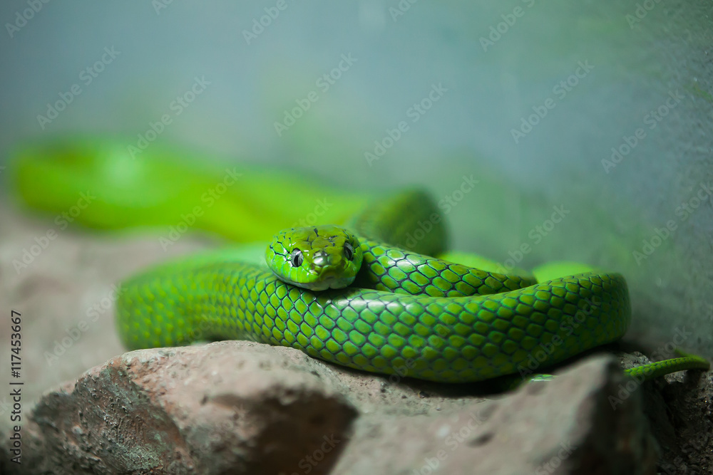 chrysopelea ornata on stone in the zoo chrysopelea ornata on stone in the zoo