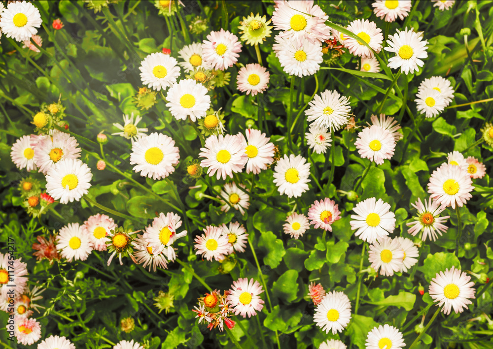 Fototapeta premium Bellis perennis in garden