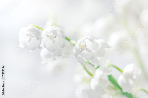 Lilies of the valley closeup