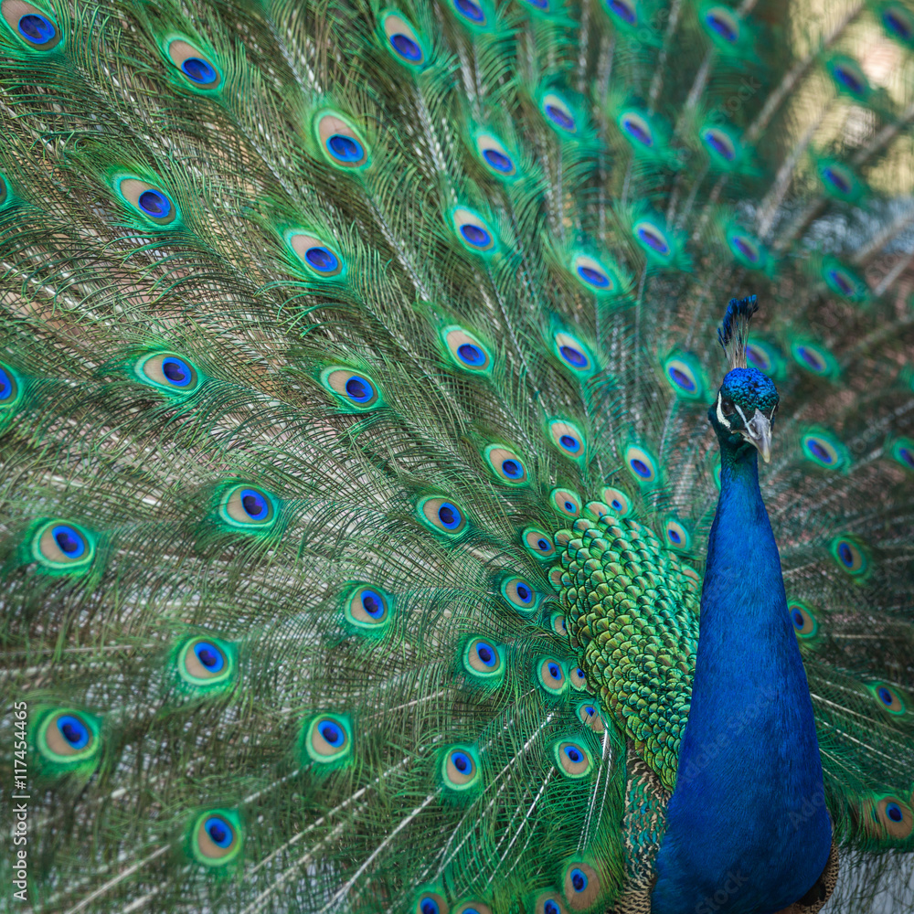 Obraz premium peacock feathers on the open tail in zoo