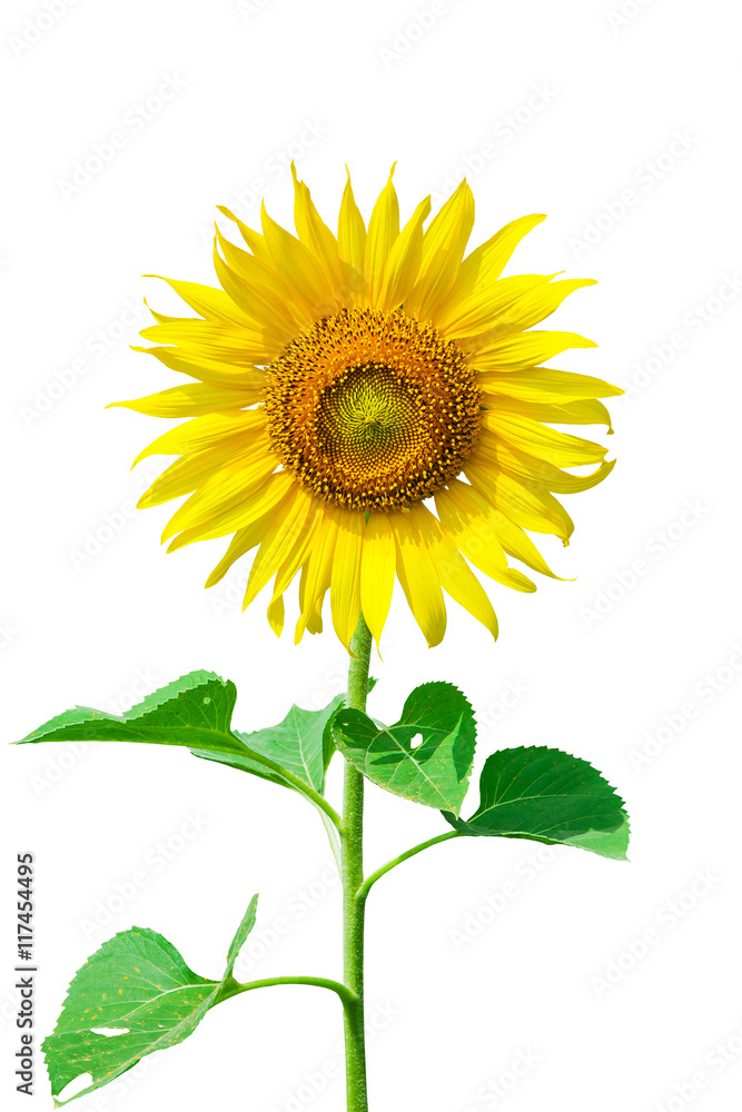 Fototapeta premium sunflower with green leaves. Isolated over white background