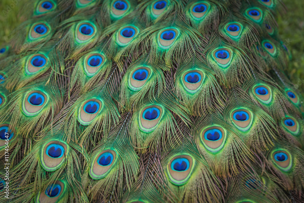 Fototapeta premium peacock feathers on the open tail in zoo