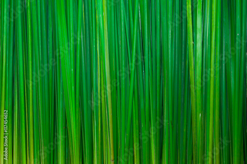 Green leaves wall for background and texture