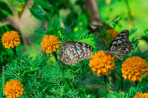 monarch butterfly with marigold flower in the garden © subinpumsom