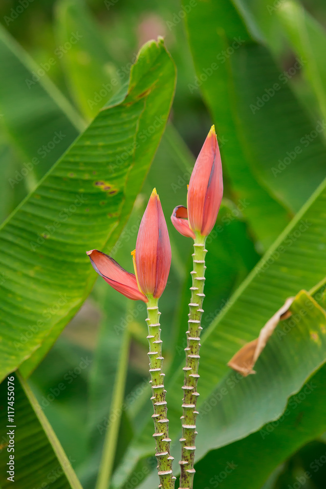 Obraz premium Beautiful banana flower pink in nature garden