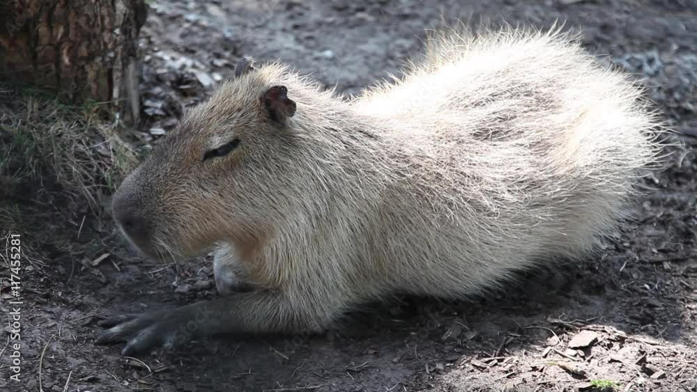 Large capybara napping in the shade of a tree on a sunny summer day
Large capybara napping in the shade of a tree on a sunny summer day