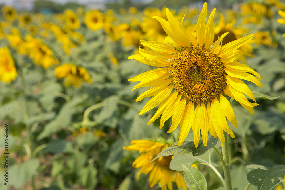Fototapeta premium closeup sunflower and working bee nature background