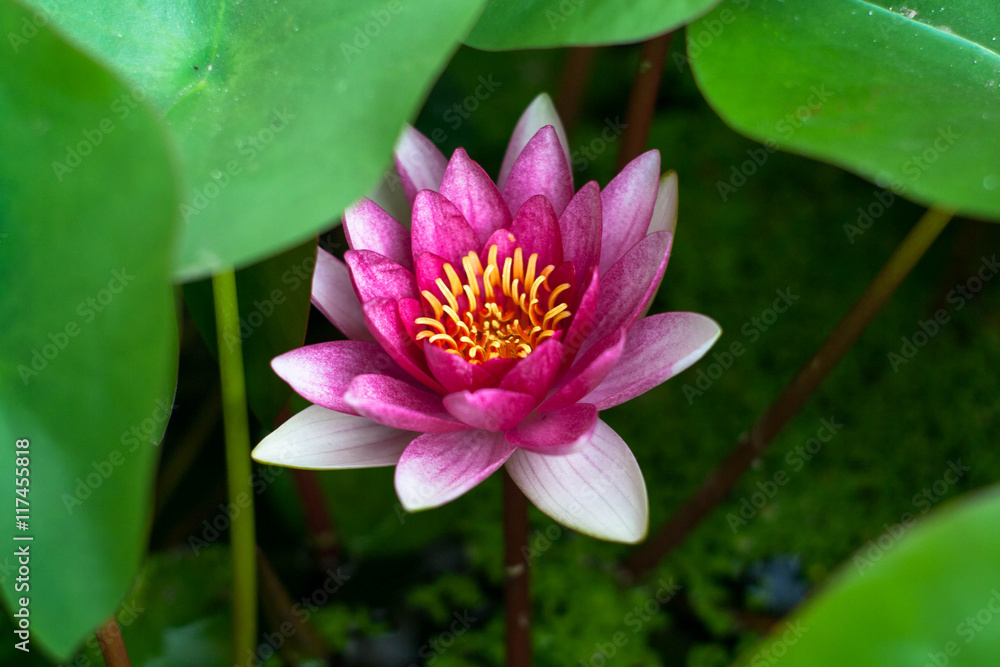 Fototapeta premium pink nymphaea with leaves