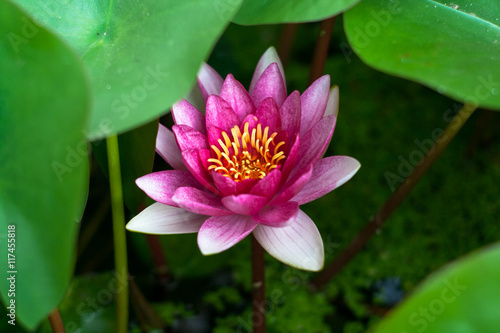 pink nymphaea with leaves