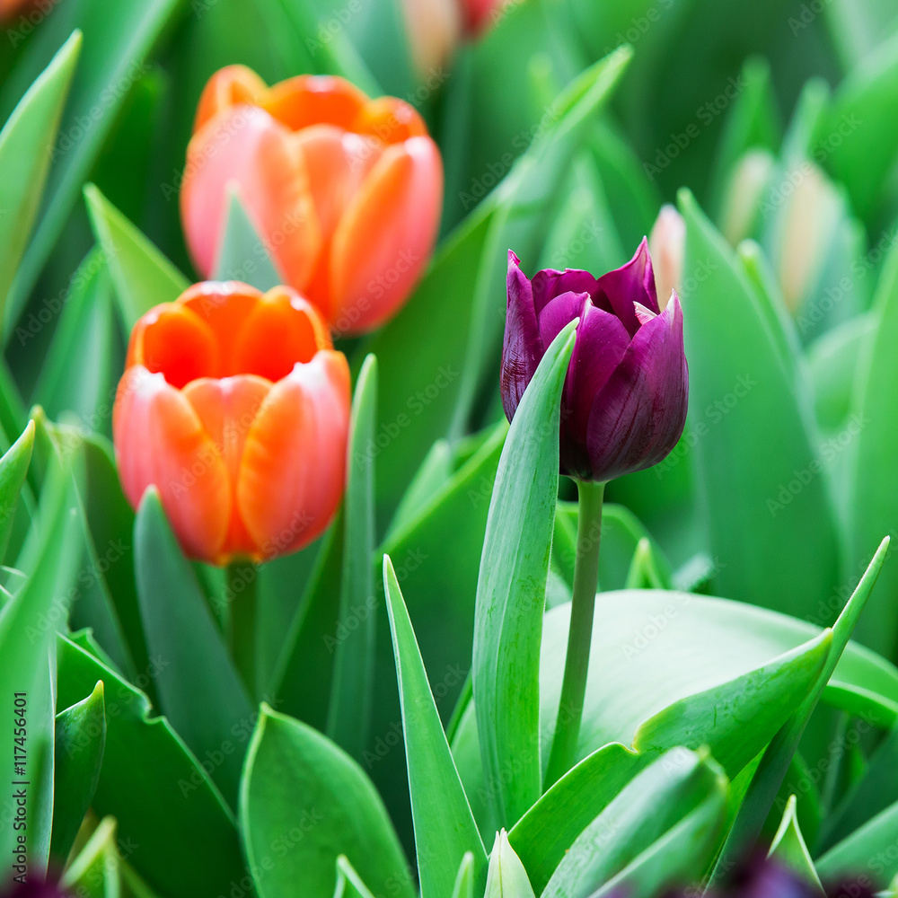Beautiful color bouquet of tulips in spring Beautiful color bouquet of tulips in spring