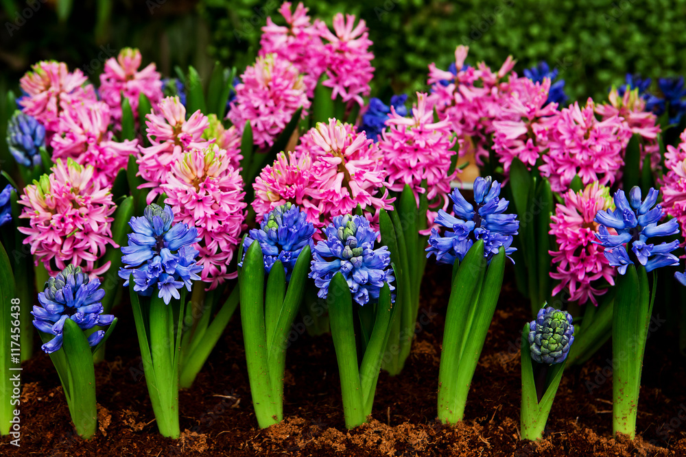 Obraz premium Beautiful Hyacinths flower and leaf in ground