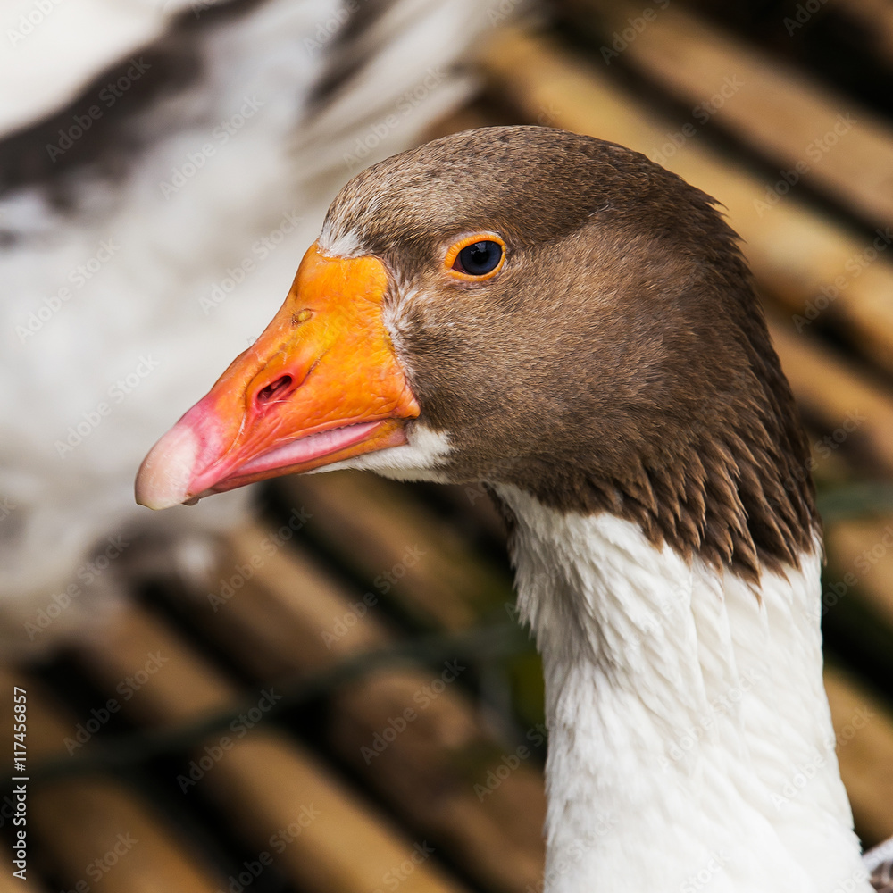 Pomeranian Goose animal on raft in nature Pomeranian Goose animal on raft in nature