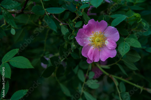 Single pink flower against dark background