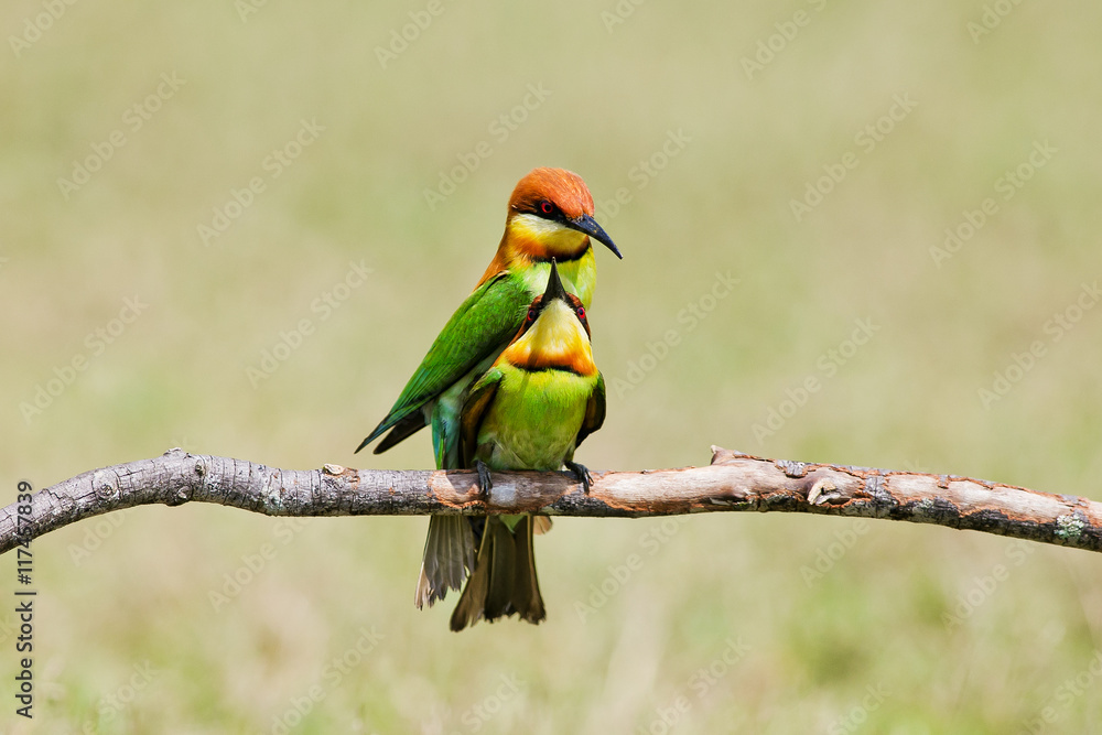 Fototapeta premium A beautiful bird Chestnut headed Bee eater on a branch.(Merops l