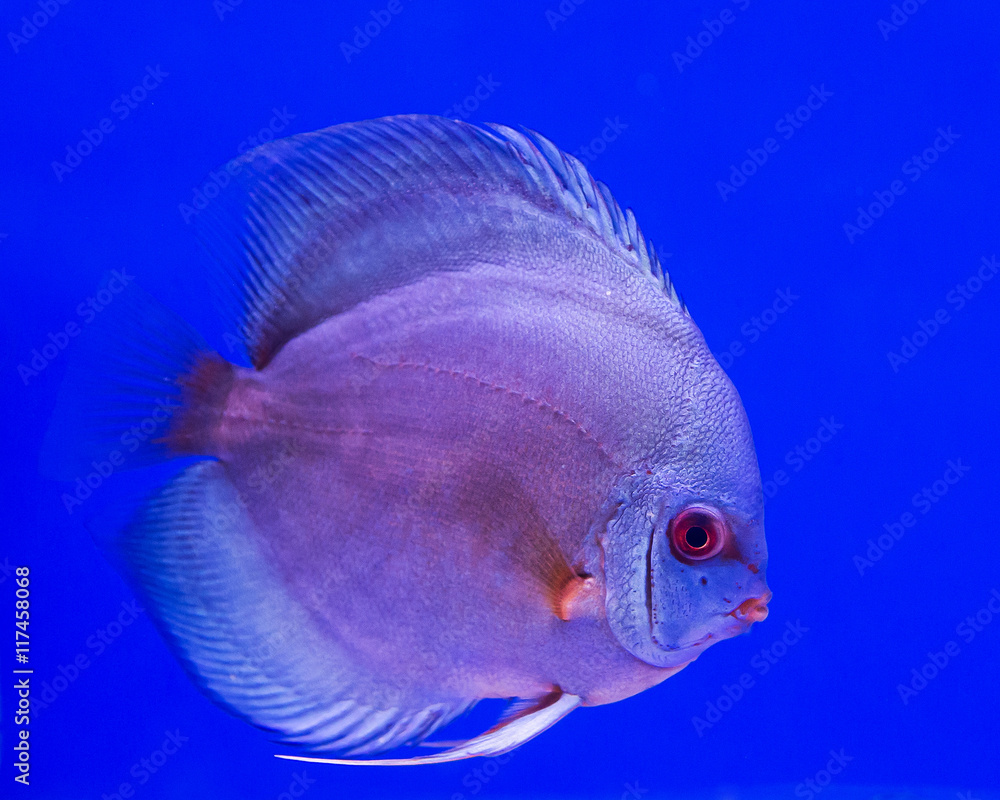 pompadour fish in aquarium on blue background pompadour fish in aquarium on blue background