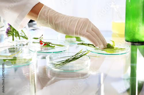Konstfotografi In vitro roślin.  Biotechnolog bada próbki roślin w laboratorium