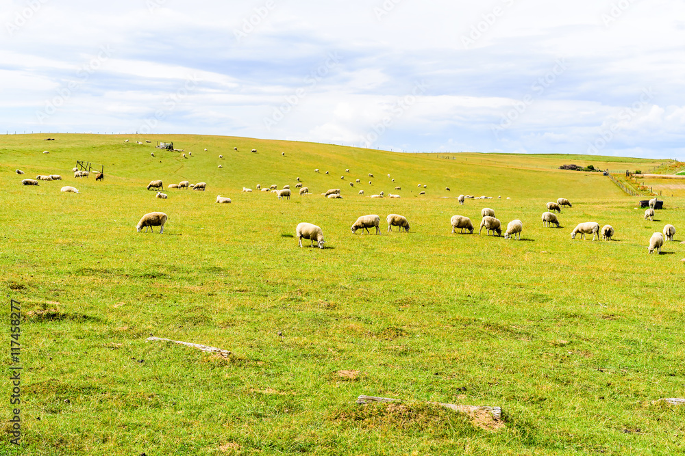Obraz premium Grazing sheep (Ovis aries) on a hillside with storm clouds gathering in the background.