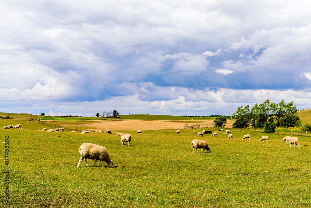 Grazing sheep (Ovis aries) on a hillside with storm clouds gathering in the background. Grazing sheep (Ovis aries) on a hillside with storm clouds gathering in the background.