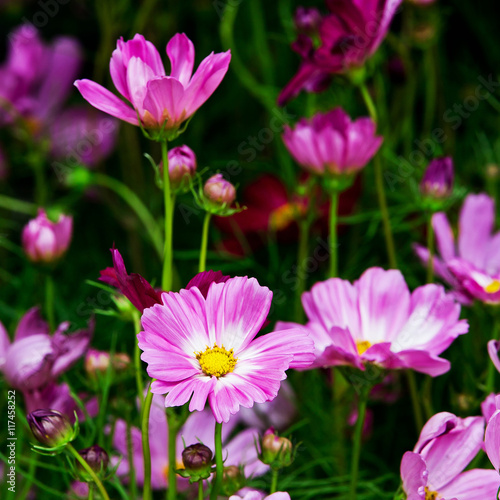 Sulfur Cosmos flower in nature on background
