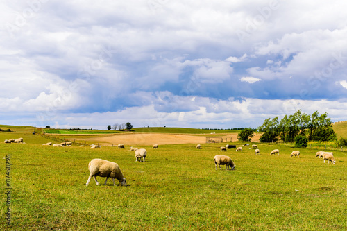 Grazing sheep (Ovis aries) on a hillside with storm clouds gathering in the background.