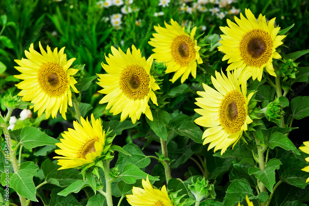 Beautiful sunflower and leaf on tree in nature Beautiful sunflower and leaf on tree in nature