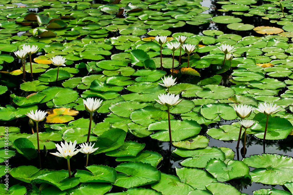 White lotus grows in the lake nature. White lotus grows in the lake nature.