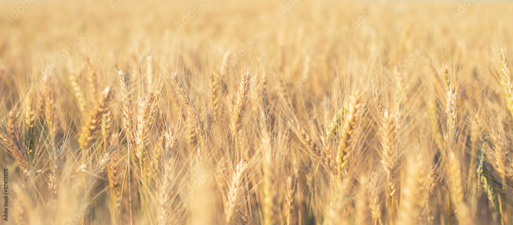 Fototapeta premium Wheat Field