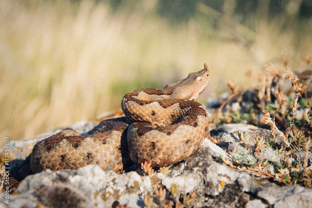 Horned viper in nature on rocks Horned viper in nature on rocks
