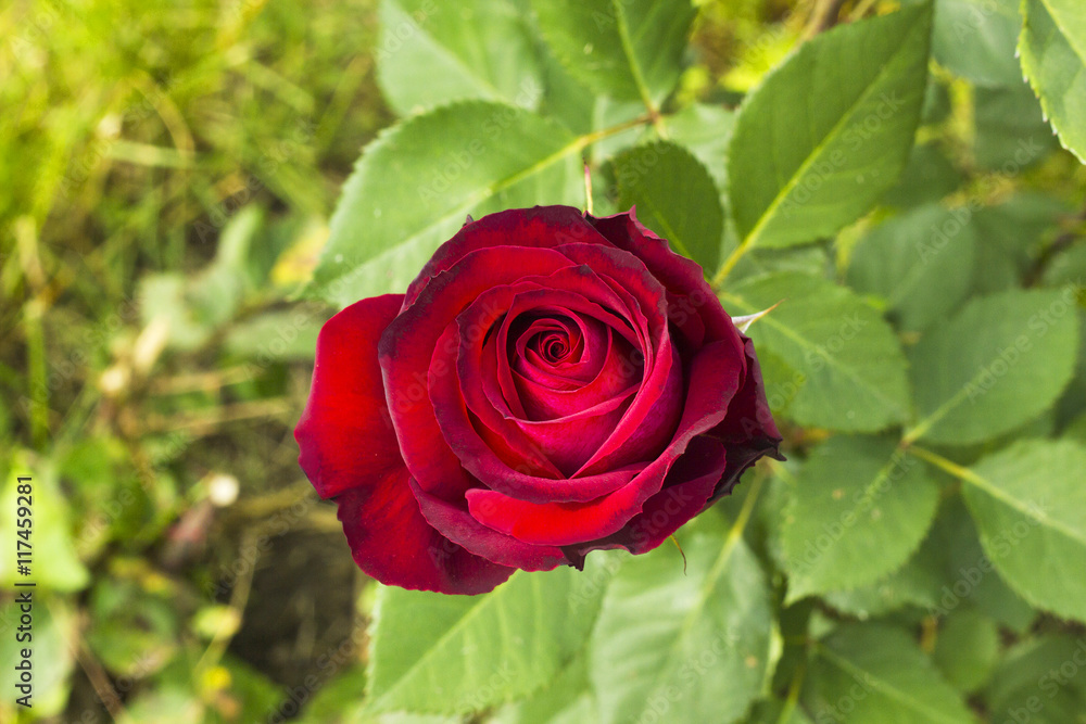 Dark red scarlet rose flower in summer garden view from above Dark red scarlet rose flower in summer garden view from above