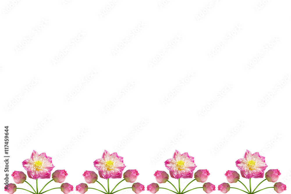 Beautiful lotus ( lotus flower isolated on white background) Beautiful lotus ( lotus flower isolated on white background)