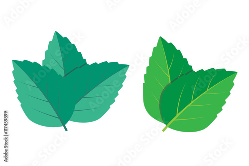 Mint vector illustration set eps10