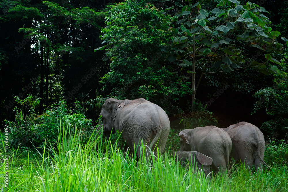Thai elephants animals in forest nature at Khao Yai Thai elephants animals in forest nature at Khao Yai