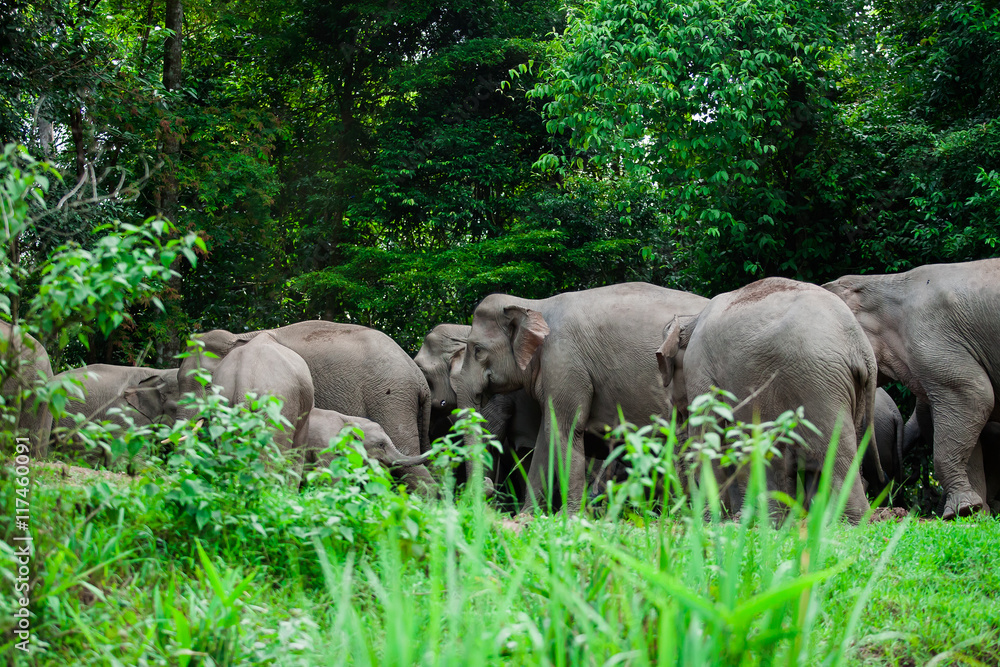 Fototapeta premium Thai elephants animals in forest nature at Khao Yai