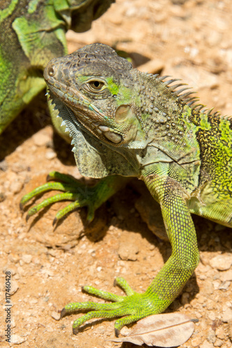 Iguanas in Honduras