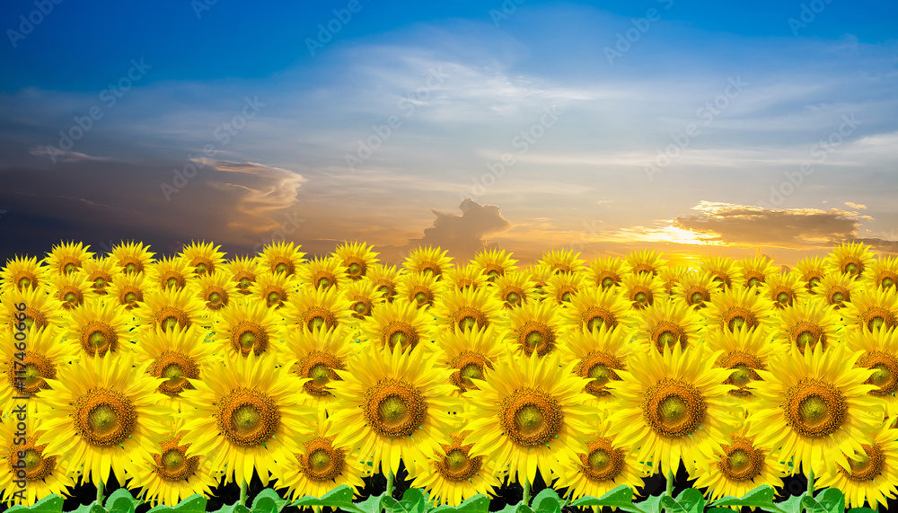 Obraz premium Beautiful yellow Sunflower for background with blue sky