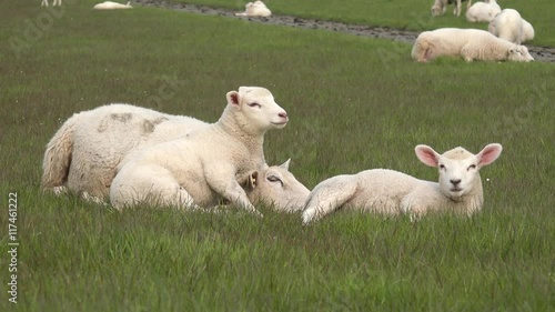 Ewe and two white lamb lying on the meadow , 1 lamb lying on sheep and falls down