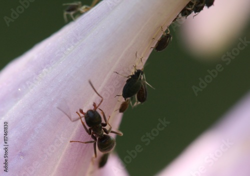 Ameisen und Blattläuse am Blütenstiel