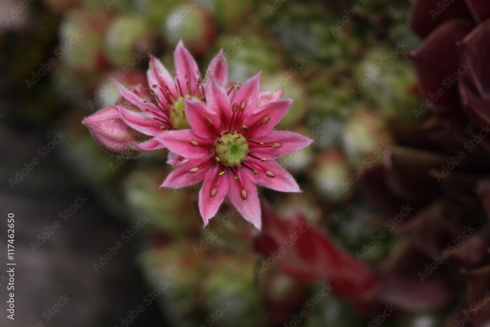 Fototapeta premium Biene auf der Blume