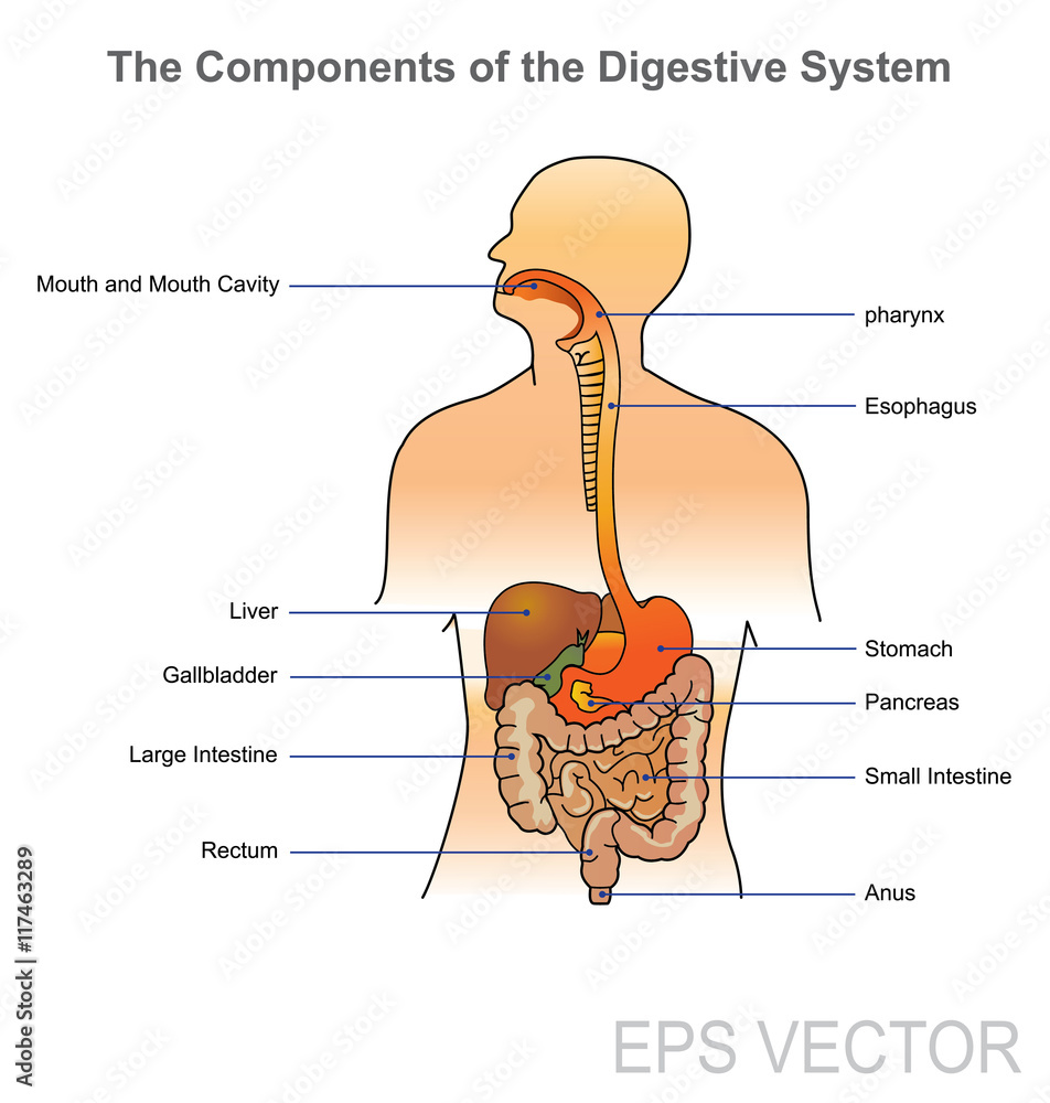 The human digestive system consists of the gastrointestinal tract plus the accessory organs of