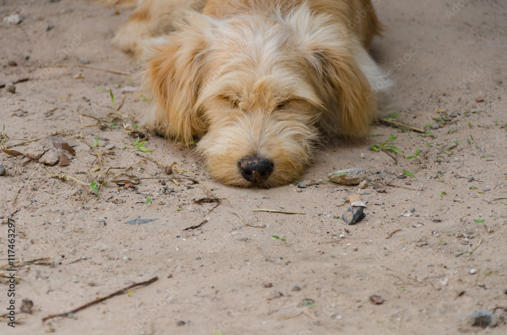 Dog sleeping on the ground. Selective Focus. Dog sleeping on the ground. Selective Focus.