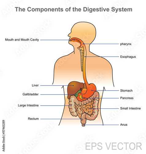 The human digestive system consists of the gastrointestinal tract plus the accessory organs of digestion (the tongue, salivary glands, pancreas, liver, and gallbladder).