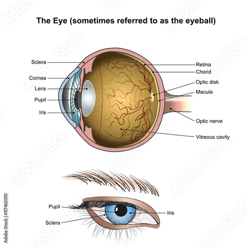 Eyes are the organs of vision. They detect light and convert it into electro-chemical impulses in neurons.