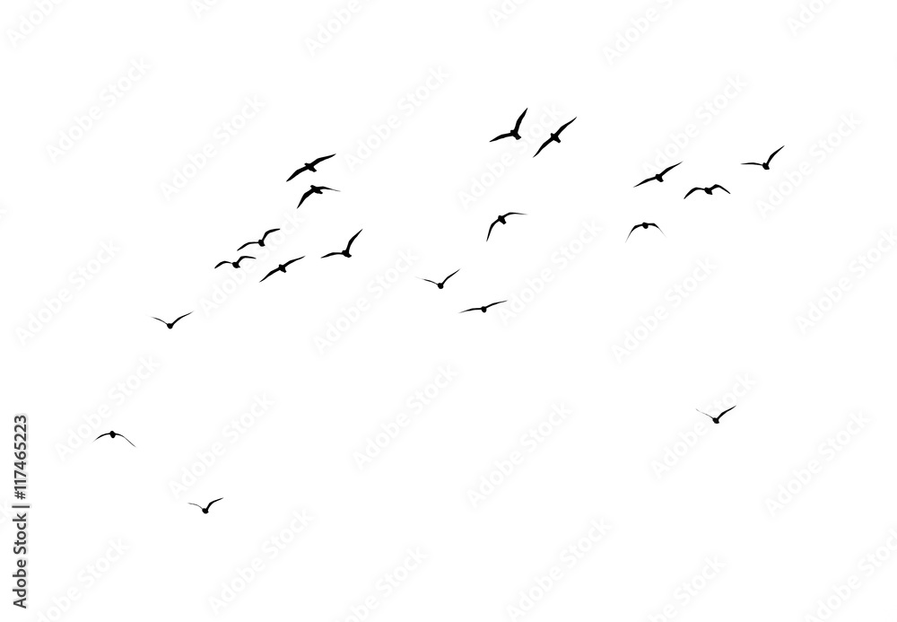 Obraz premium sylwetka stada ptaków na białym tle