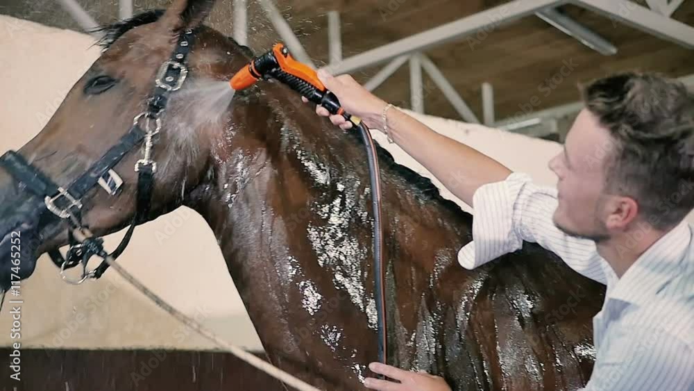 Young man cleaning the horse in the stall Young man cleaning the horse in the stall