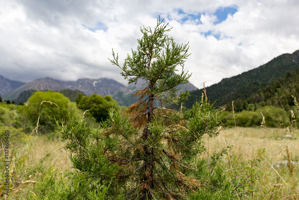 coniferous tree in the mountains in nature coniferous tree in the mountains in nature