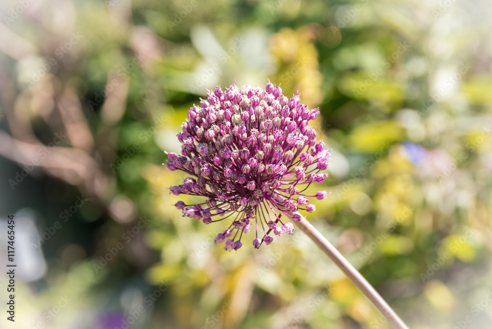 Schnittlauch Blüte - Allium schoenoprasum Schnittlauch Blüte - Allium schoenoprasum