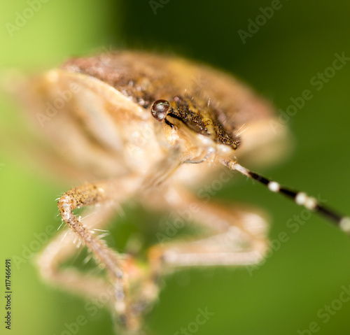 bug skunk in nature. macro